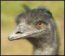 bigbird